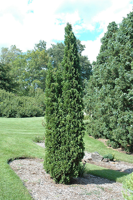 Arborvitae-Degroot's Spire 20C 4'