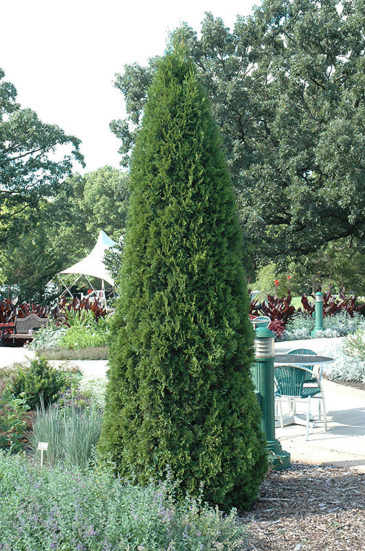 Arborvitae-Emerald Green 4-5'B