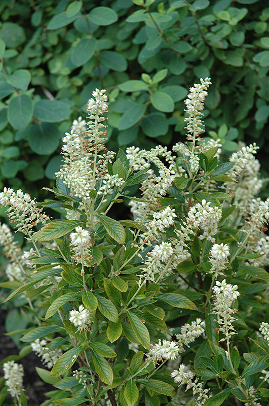 Clethra-Hummingbird 3CP