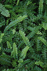 Fern-Button 4"C