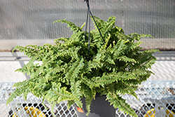 Fern-Fluffy Ruffles 1C