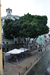 Ficus-Ginseng Bonsai 6"