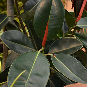 Ficus-Rubber Tree 1C