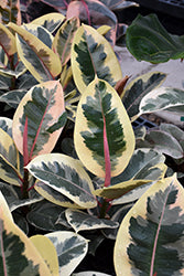 Ficus-Tineke 5"C