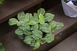 Fittonia-White 4"C