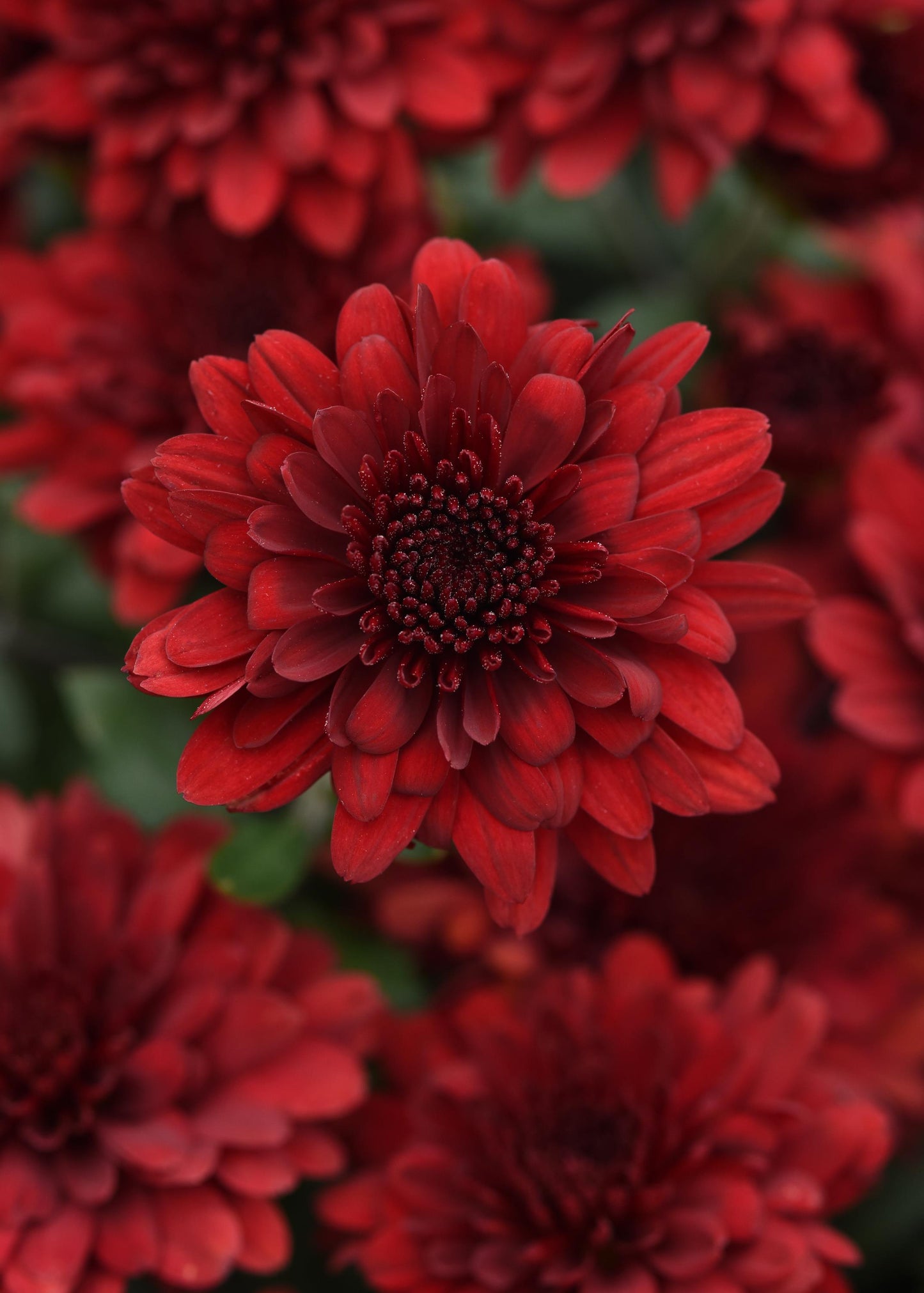 Mum- Five Alarm Red E 6"