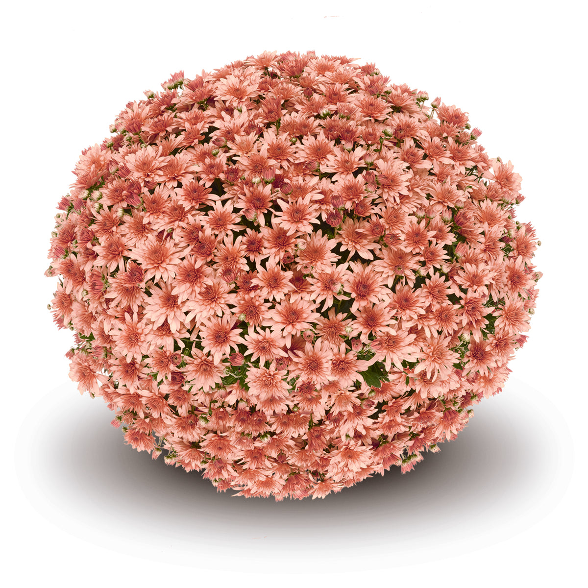 Mum- Fonti Coral VE 5C