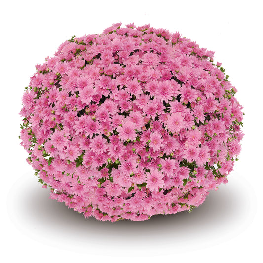 Mum- Fonti Pink VE 3C