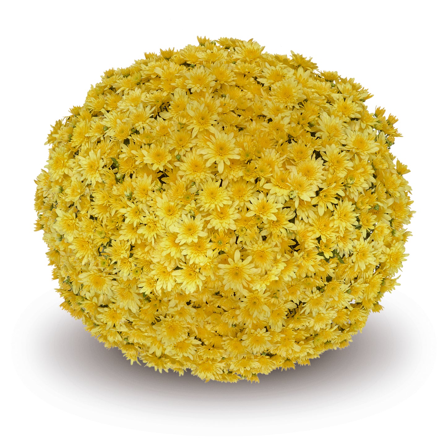 Mum- Fonti Yellow VE 3C
