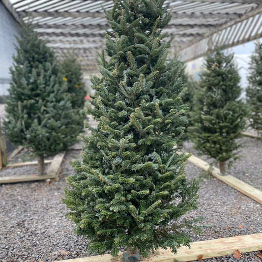 Fir-Fraser Cut Premium 7-8'