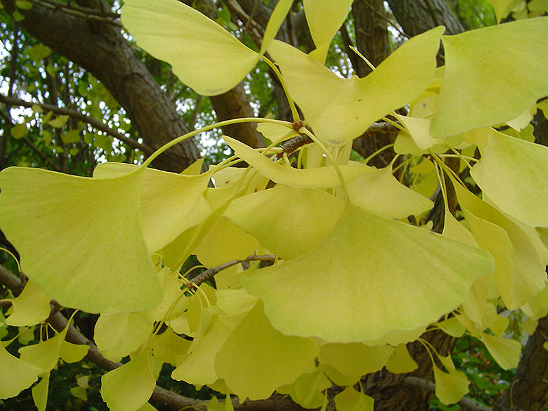 Ginkgo-Autumn Gold 2.0"B