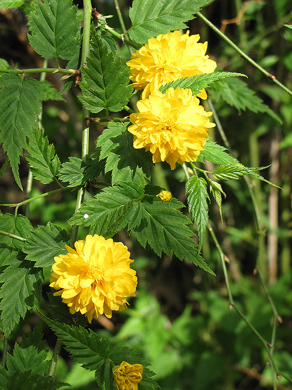 Kerria-Pleniflora 3C