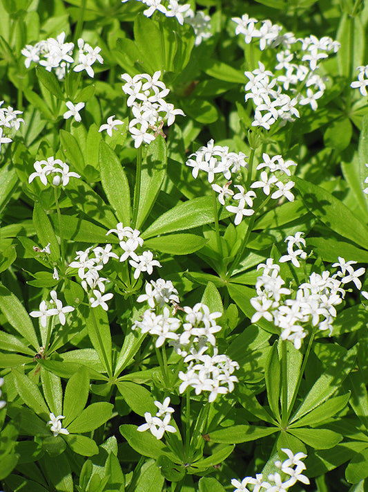 Galium-Sweet Woodruff 4"C