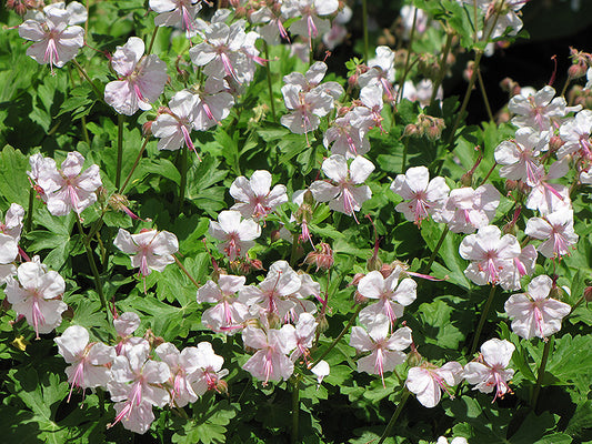 Geranium-Biokovo 1C