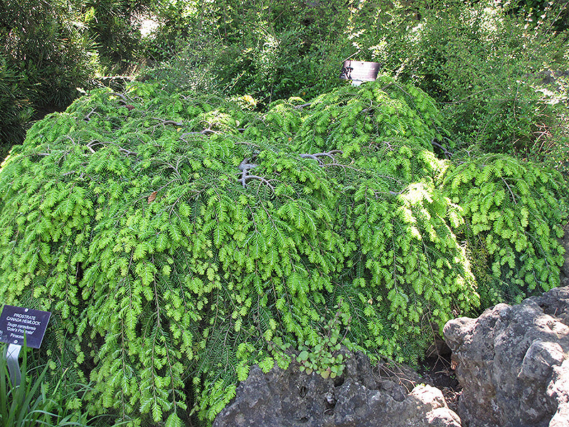 Hemlock-Cole's Prostrate 3C