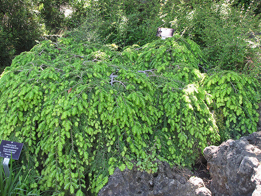 Hemlock-Cole's Prostrate 3C