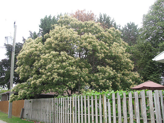 Chestnut-Chinese 7C