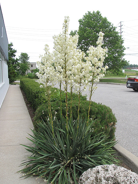 Yucca-1CP