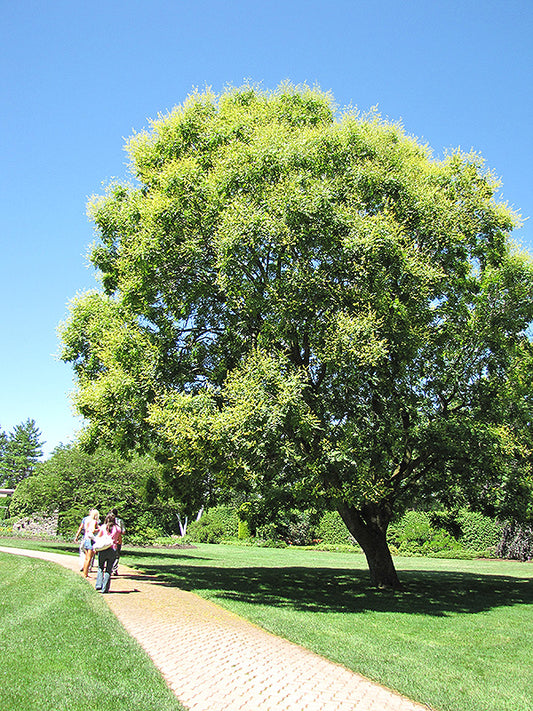 Golden Rain Tree-2.0"B