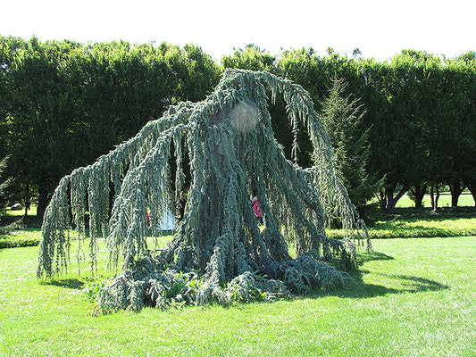 Cedar-Blue Atlas Weeping 4-6' 24C