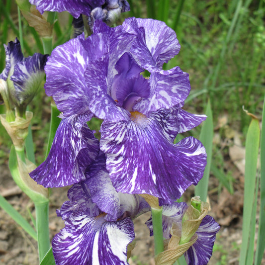Iris-Batik 1C