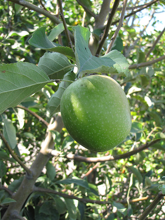 Apple-Granny Smith 20CP