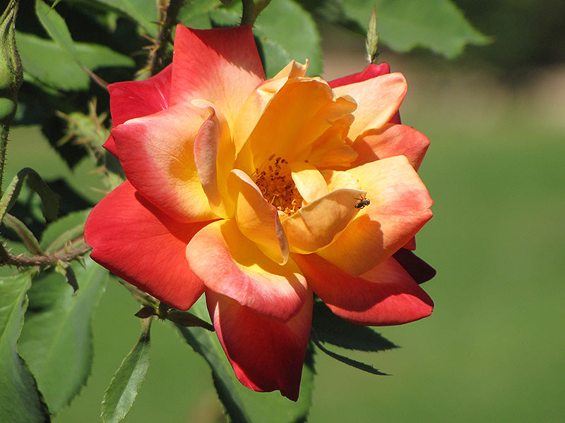 Rose-Joseph's Coat 3C