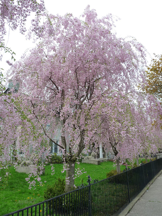 Cherry-Weeping Higan 2.0"B