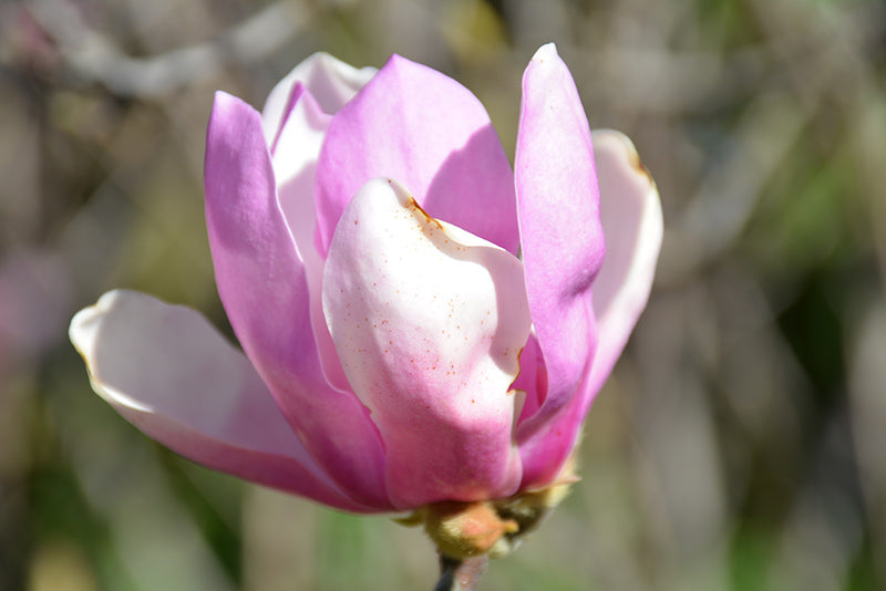 Magnolia-Jane 4'BP