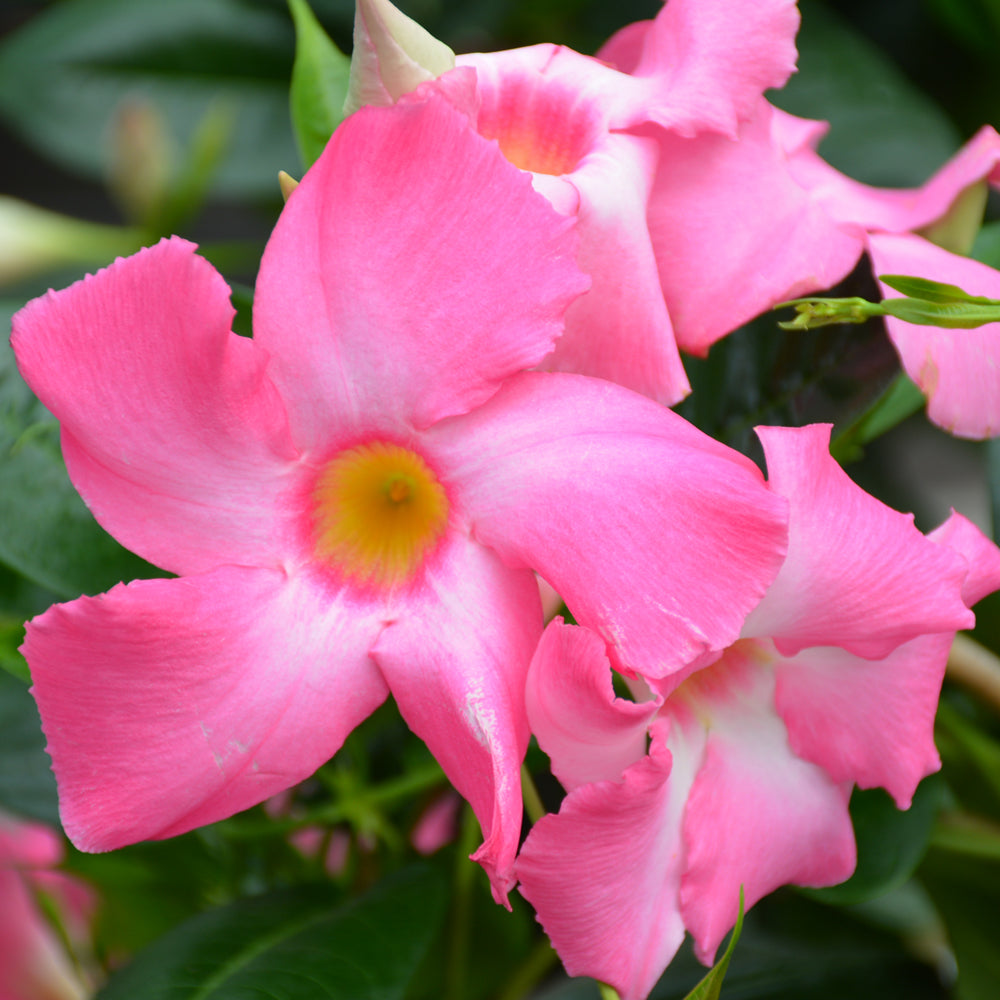 Dipladenia-Pretty Pink Trellis 10"