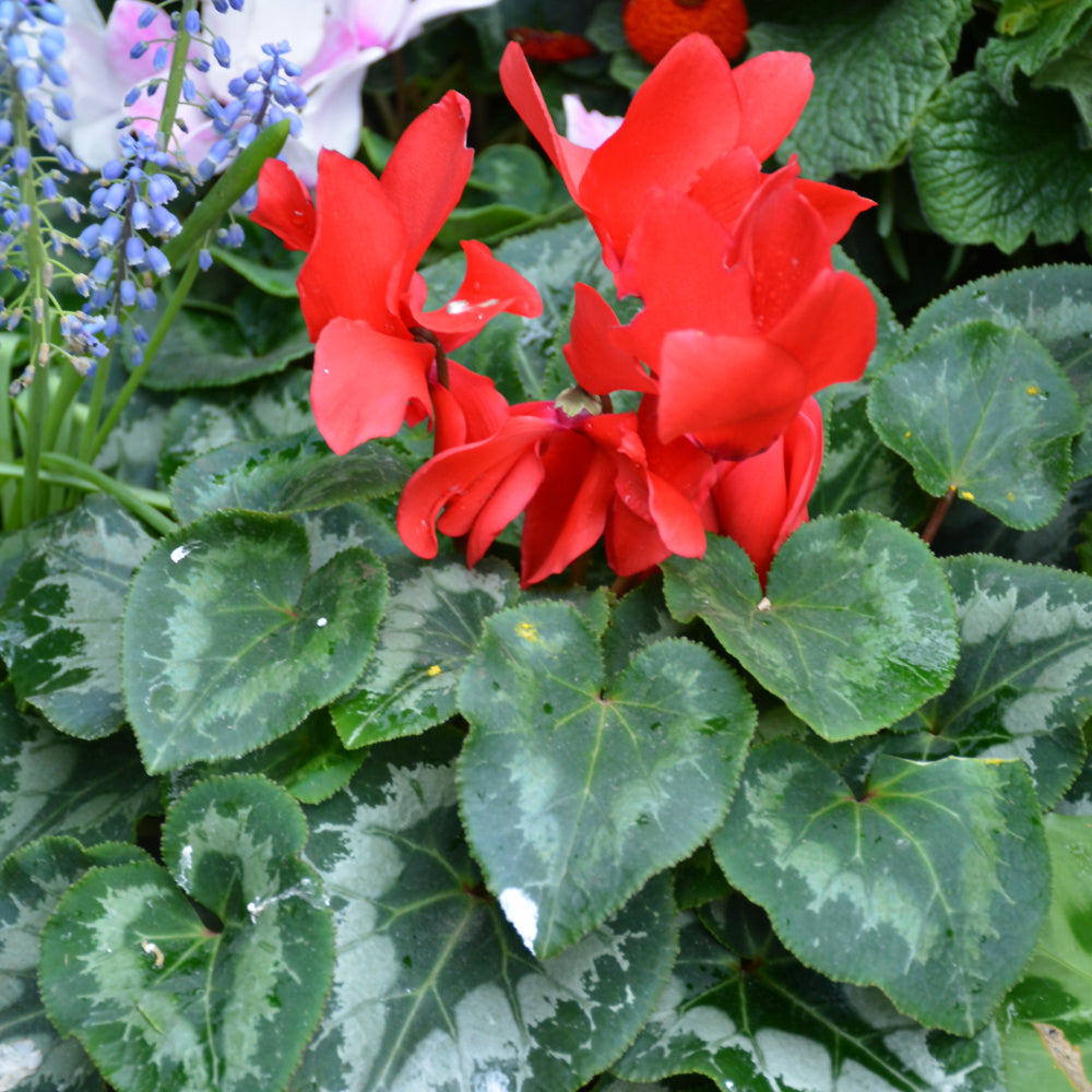 Cyclamen-Tianis Scarlet Red 4.3"