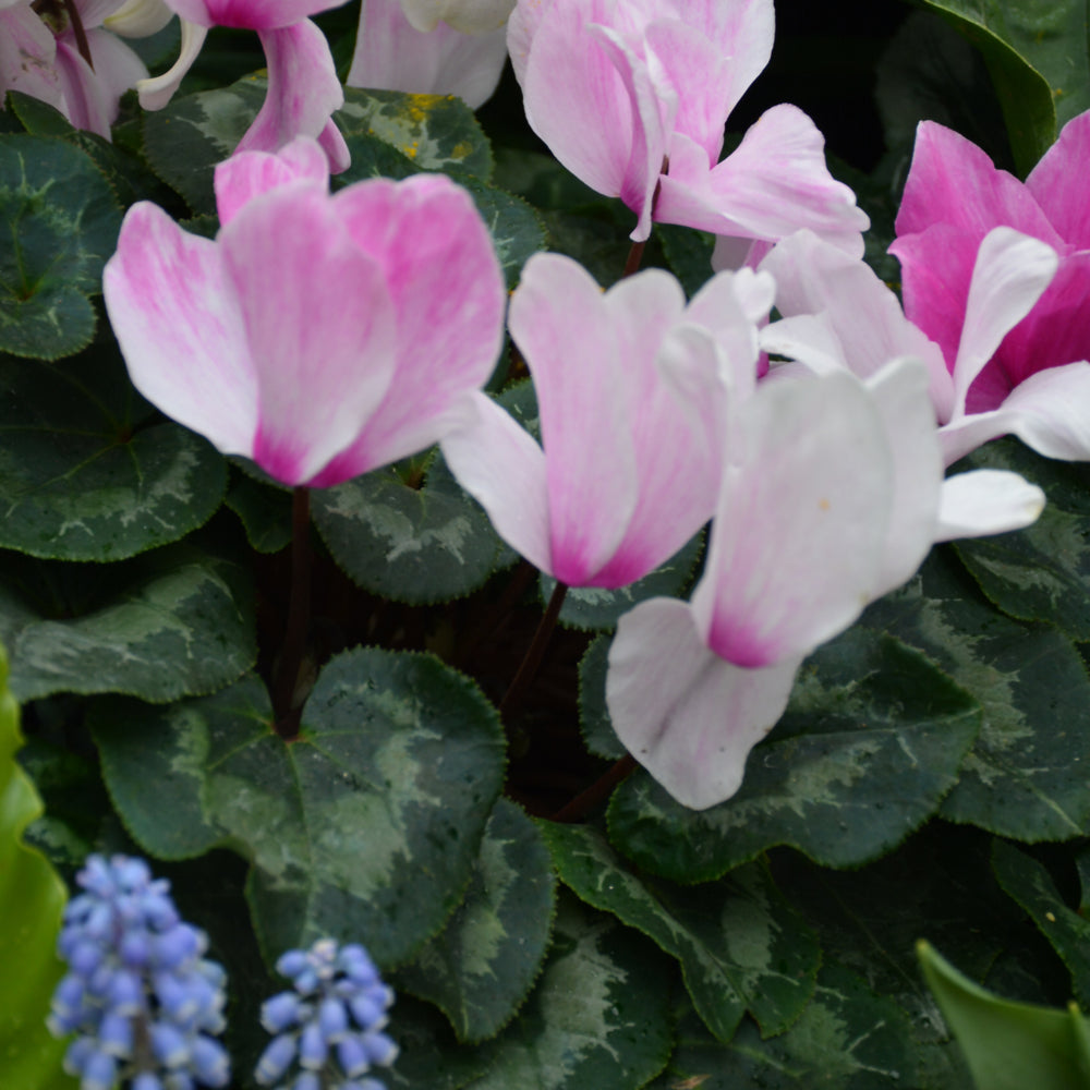 Cyclamen-Tianis Rose w/Eye 4.3"