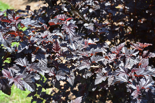 Ninebark-Summer Wine® Black 3CP