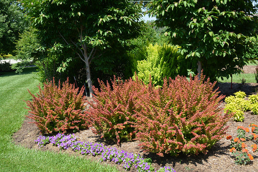 Barberry-Sunjoy® Tangelo 3C