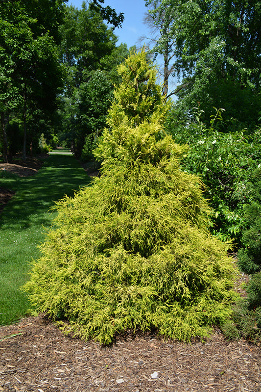 Cypress-Gold Mop 3C