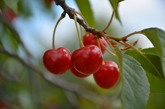 Cherry-Montmorency 20CP