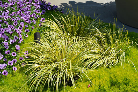 Grass-Ogon 1C