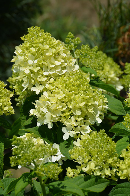 Hydrangea-Little Lime On Standard 10C