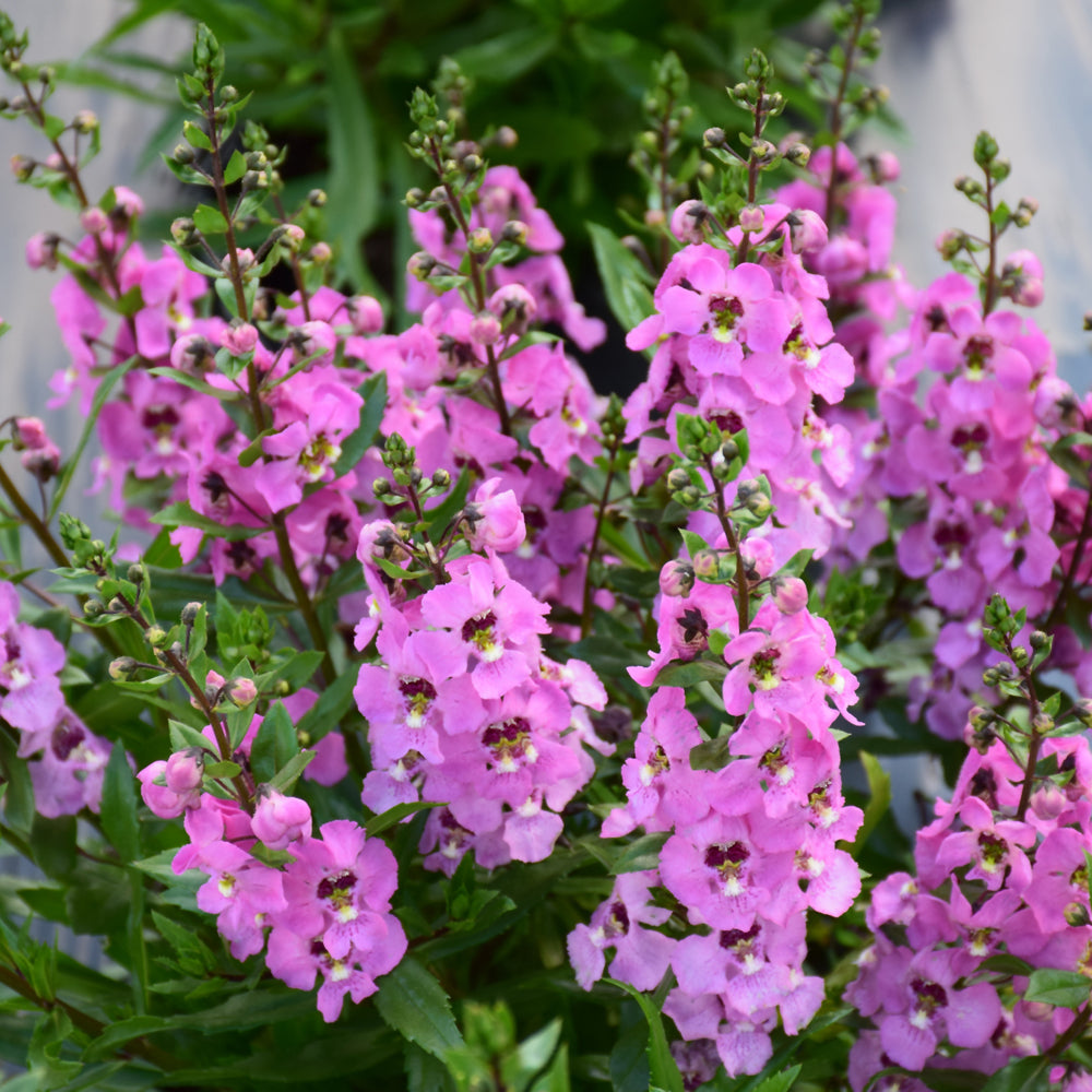 Angelonia-Archangel Pink 4.3"