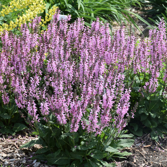 Salvia-Pink Dawn 1C