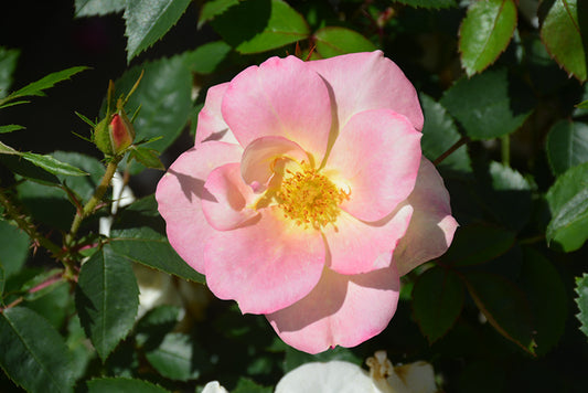Rose-Peach Lemonade 3CP