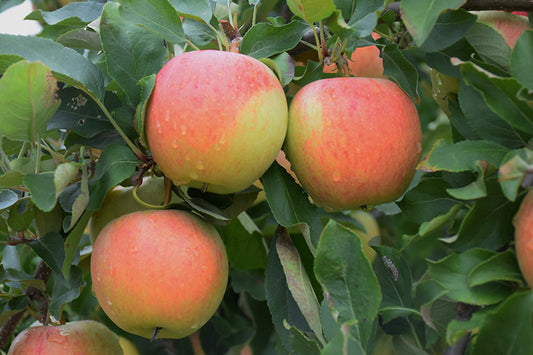 Apple-Gala 20CP