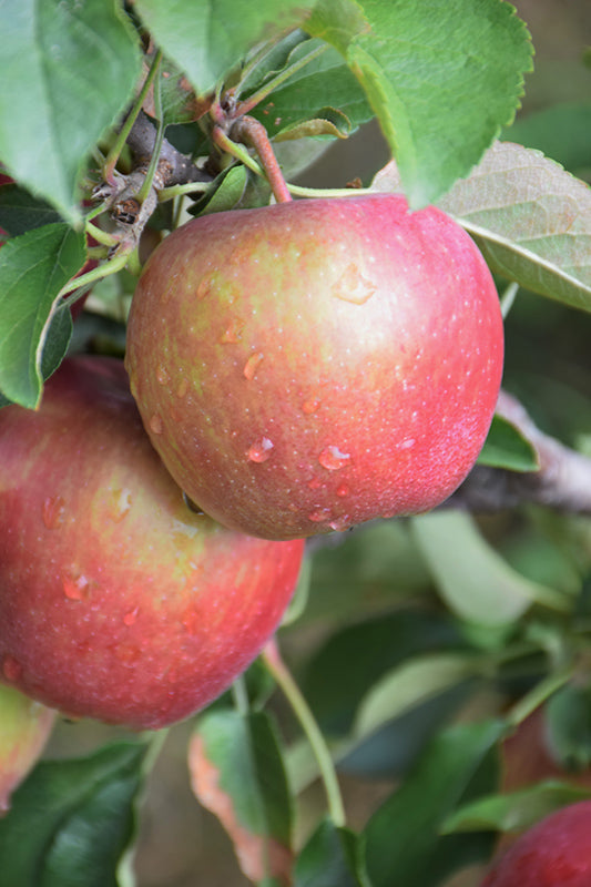 Apple-Red Delicious 5C