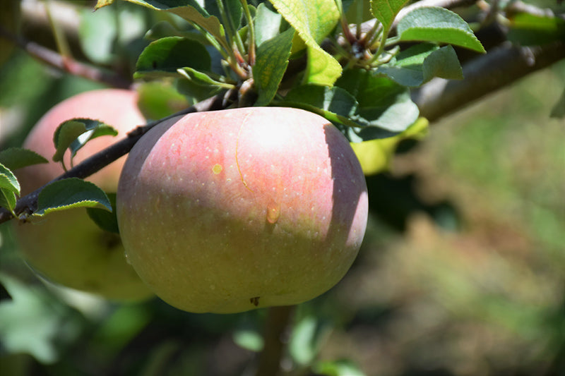 Apple-Fuji 10CP