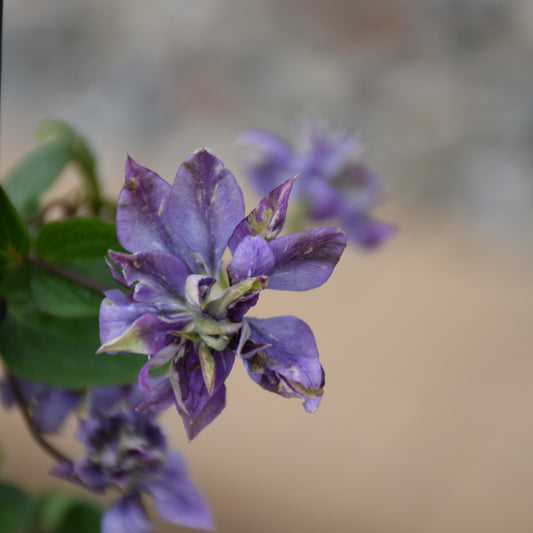 Clematis-Taiga 1C