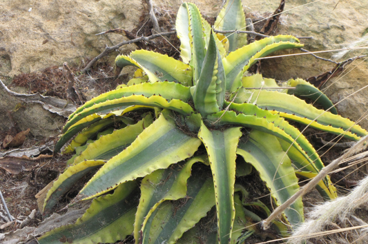 Agave-Kissho Kan 8"C