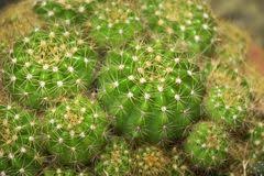 Cactus-Balls Each