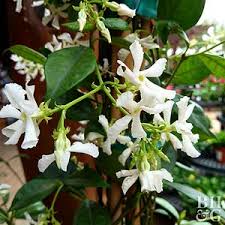 Jasmine-Confederate 10"