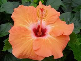 Hibiscus-Yoder Orange Mandarin Wind 10"