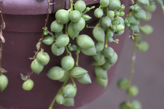 Senecio-String of Pearls